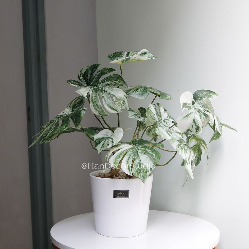 Chậu lá Monstera cẩm thạch