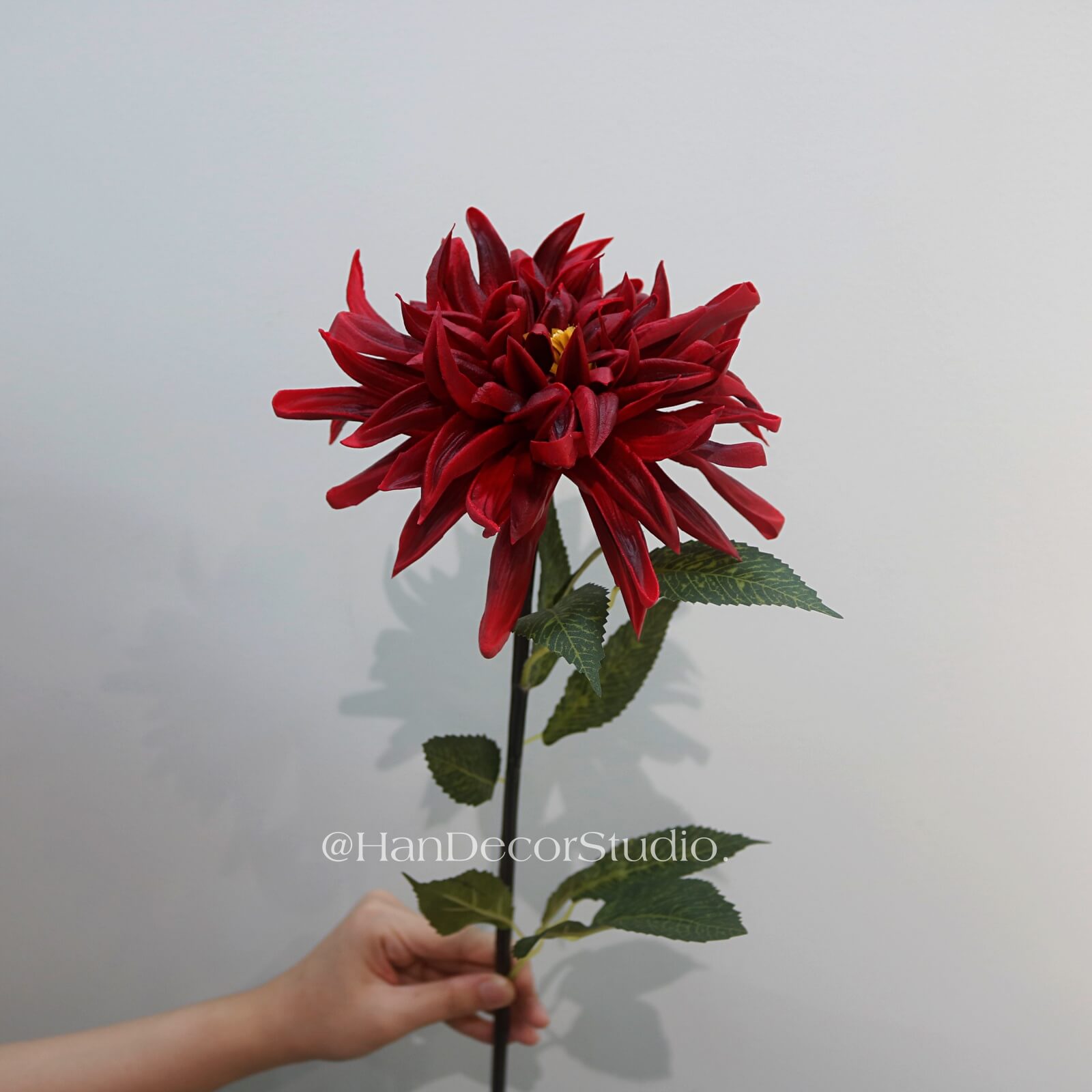 Cành hoa cúc đại đóa