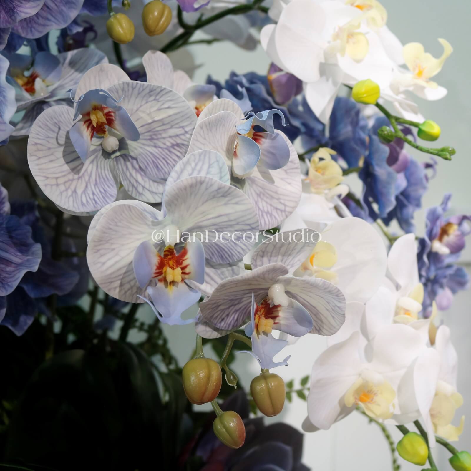 Chậu hoa lan hồ điệp HDC44