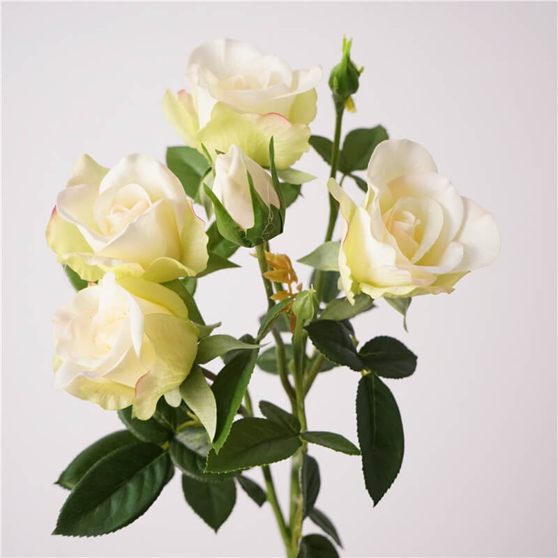 Cành hồng chùm Sophia